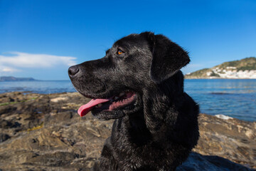Close-up of a happy labrador retriever dog at the seashore after having taken a bath. He has his tongue out.