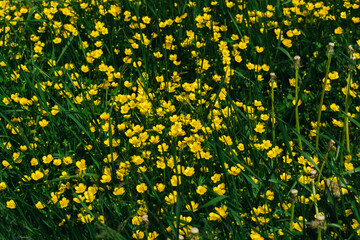 yellow buttercups flowers background