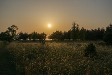 Fototapeta na wymiar sunset in the field forest