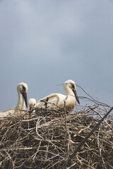 white storks in nest