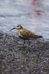 Dunlin bird on the beach