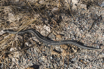 Viper snake in the grass
