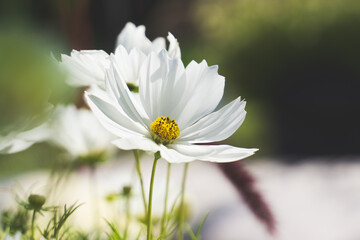 white flowers daisy in the garden