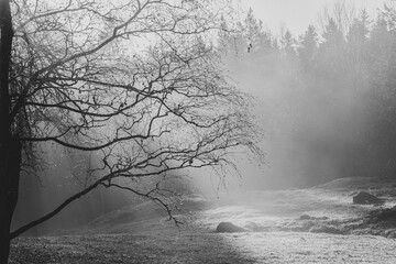 fog in the forest