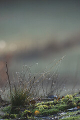 dew on the grass