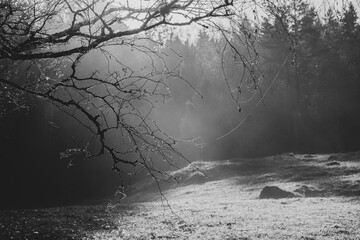 tree in the fog