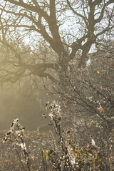 autumn in the forest