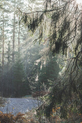 morning in the forest