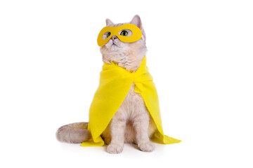 Cute white cat in a yellow superhero costume, sits on white background