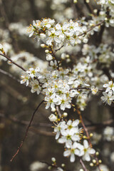 blossom in spring