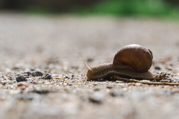 snail on road