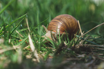 snail on grass