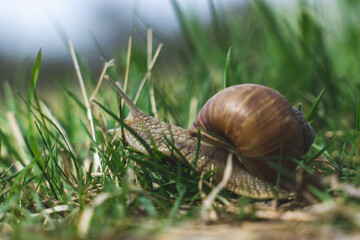 snail on grass
