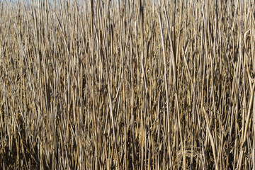 texture of straw