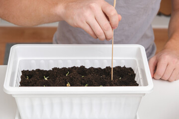 A man inserts wooden sticks for a pea trellis in the ground, soil. Preparation of seedlings in the...