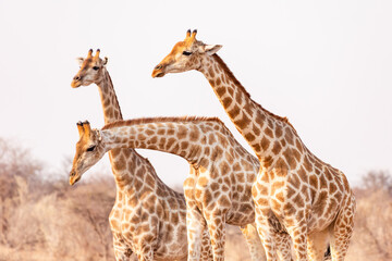 Three giraffes in profile in Etosha National Park. Namibia. African safari - obrazy, fototapety, plakaty