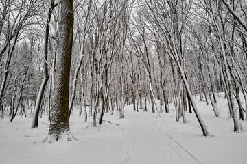 Holosiivskyi Nature Park in winter