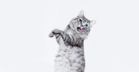 Fototapeta Portrait of jumping happy cat. Cute smiling dancing cat on white background. Free space for text. Wide angle horizontal wallpaper or web banner. obraz
