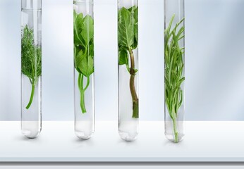 Lab researching concept. Green plant in test tubes