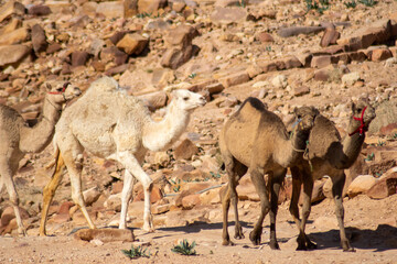 camels in the historical site of Petra, wadi musa, jordan