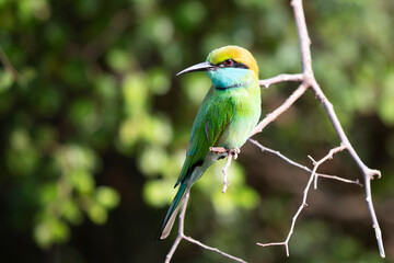 A Little Green Bee-eater is perched on a branch in the sun.
