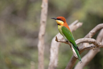 A Chestnut Headed Bee-eater gets some sun while perched on a branch.