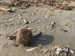 Sea grass balls appearing at the beach after high sea