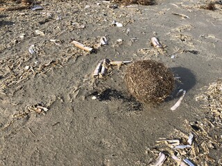 Sea grass balls appearing at the beach after high sea