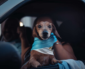 PERRO SALCHICHA ARGENTINA