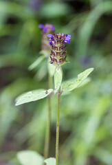 Common selfheal (Prunella vulgaris) Madeira, Portugal