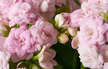 de-focused floral pink background with kalanchoe flowers and buds on full frame