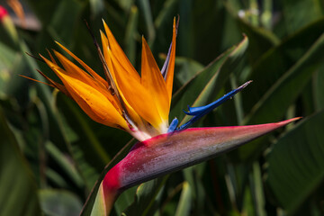 Fototapeta na wymiar Strelitzia (Bird of Paradise flower) in Santa Catarina Park, Funchal, Madeira, Portugal