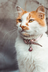beautiful portrait of a orange and white cat 