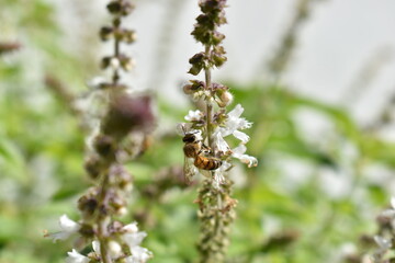 Abejas trabajando