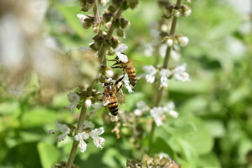 Abejas trabajando