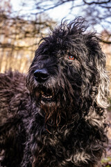 Cute mucky Bouvier des Flandres dog in the woods