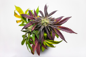 Marijuana plant from above, beautiful weed on a white background