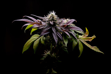 Purple cannabis, a beautiful plant on a black background