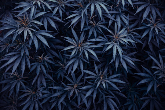 marijuana background