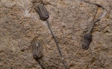 Seelilien (Fossilien) © Eugen Thome