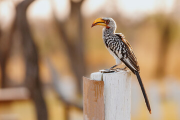 Portrait of the Namibian Toko bird in profile at sunset
