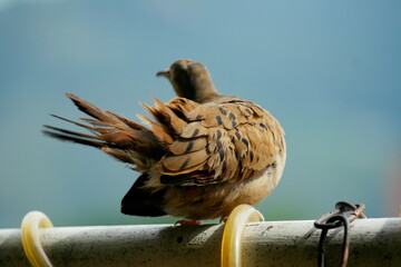 A turtledove receiving the sun on a white tube and a blue background
