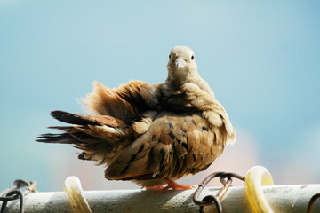 A turtledove receiving the sun on a white tube and a blue background