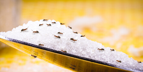 many ants attacking sugar spoon on the table, a sugar spoon in the dirty kitchen, ant plague problem starting, copy space, spot focus