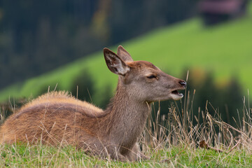 Rotwild Kalb
