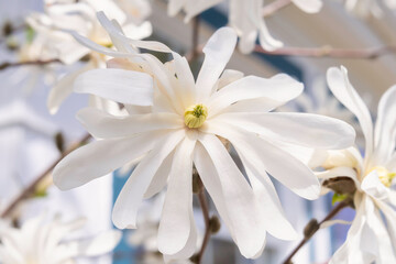 Close up of a star magnolia flower.