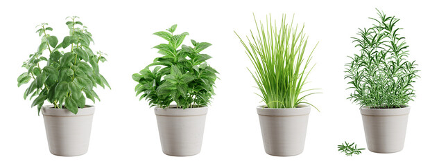 Set of potted green herbs isolated on transparent background: basil, mint, chives and rosemary. 3D...