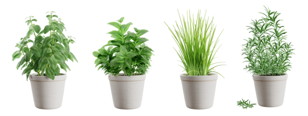 Set of potted green herbs isolated on transparent background: basil, mint, chives and rosemary. 3D render. 3D illustration.