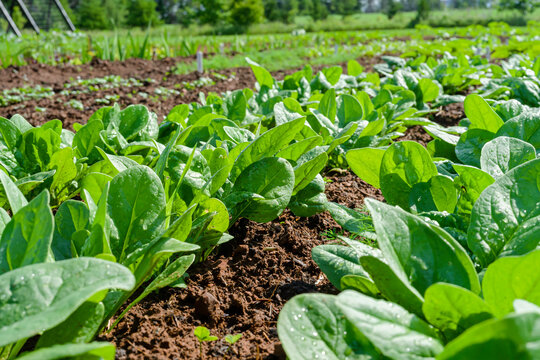Rows of fresh young spinach plants in the garden or on the farm.