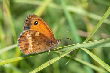 Close up of a meadow brown (maniola jurtina) butterfly